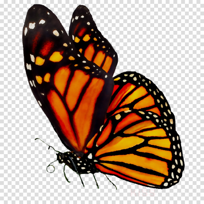 a monarch butterfly on a transparent background
