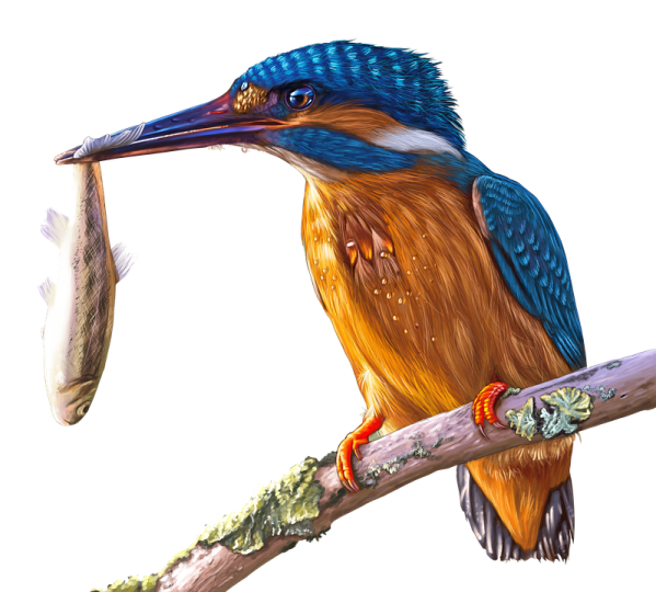 a bird with a fish in its beak