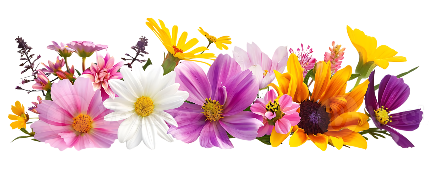 colorful flowers on a white background