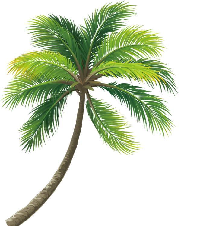 a palm tree on a white background