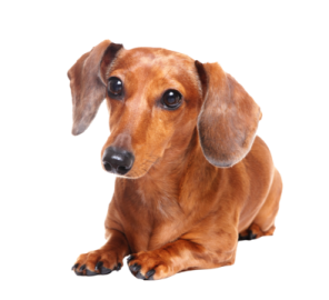 a small brown dog laying down on a white surface