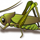 a green grasshopper on white background