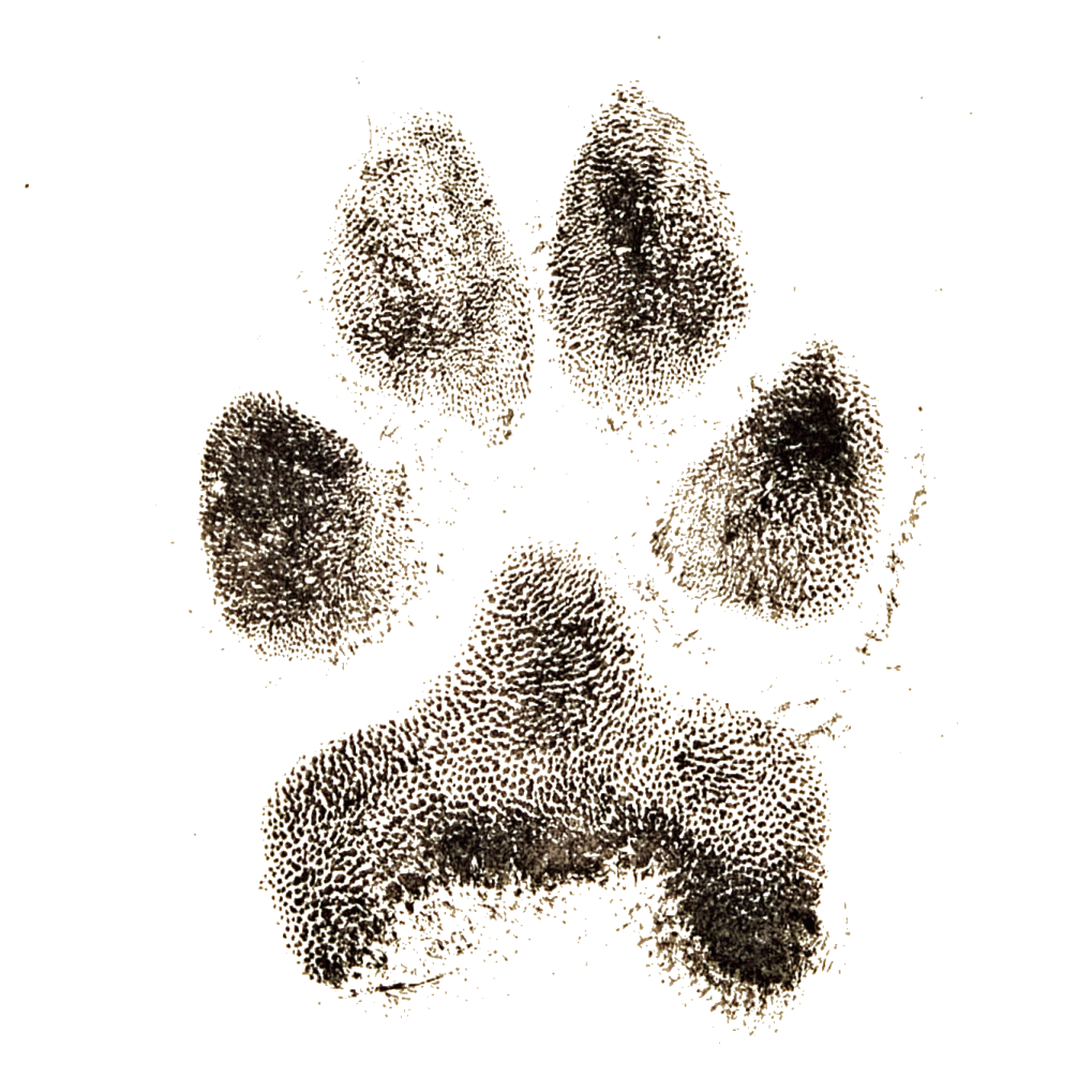 a black and white image of a paw print