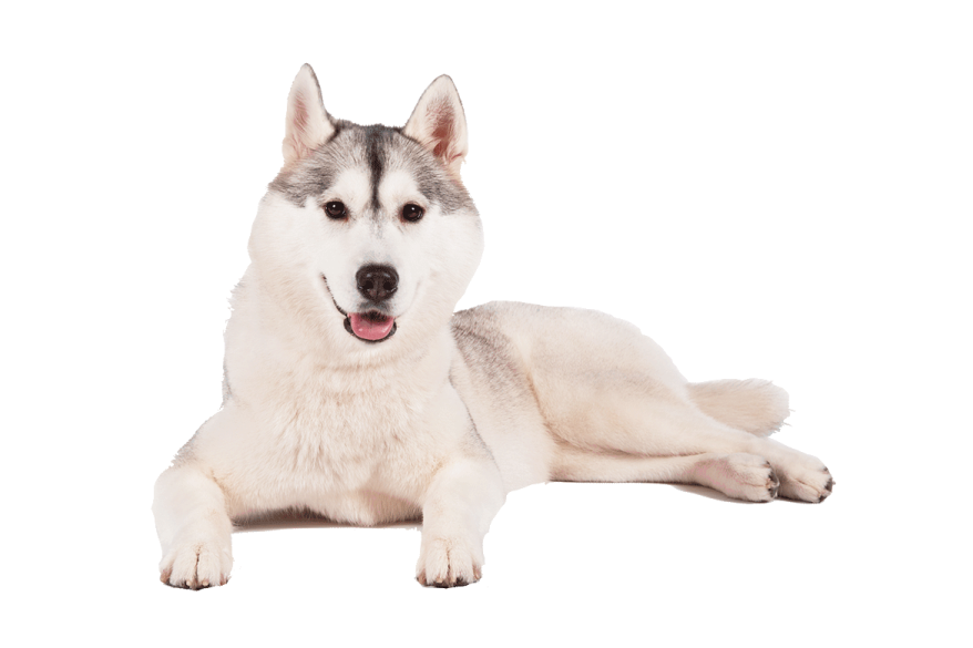 a white and gray dog laying down on the ground