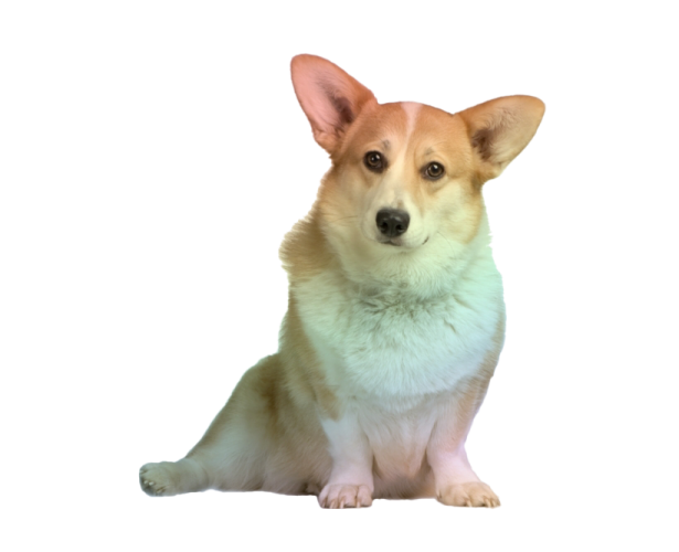 a small dog is sitting on the floor