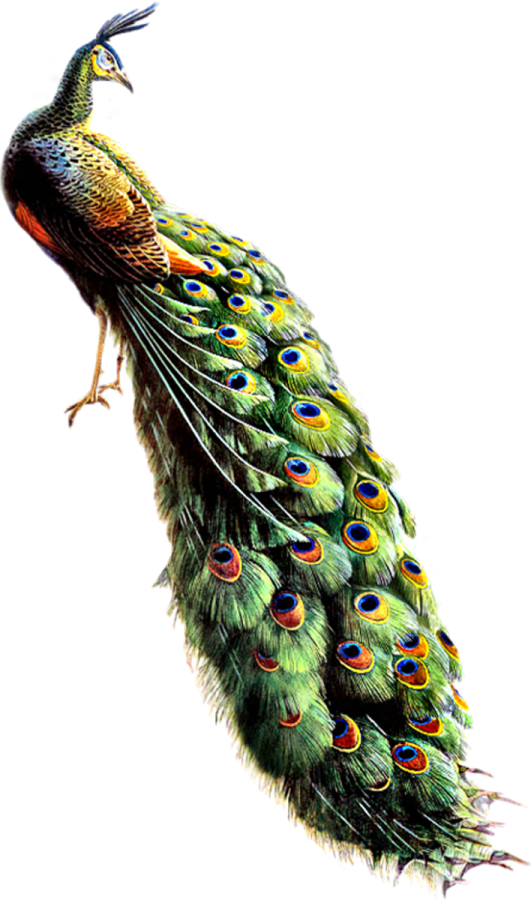 a drawing of a peacock on a white background