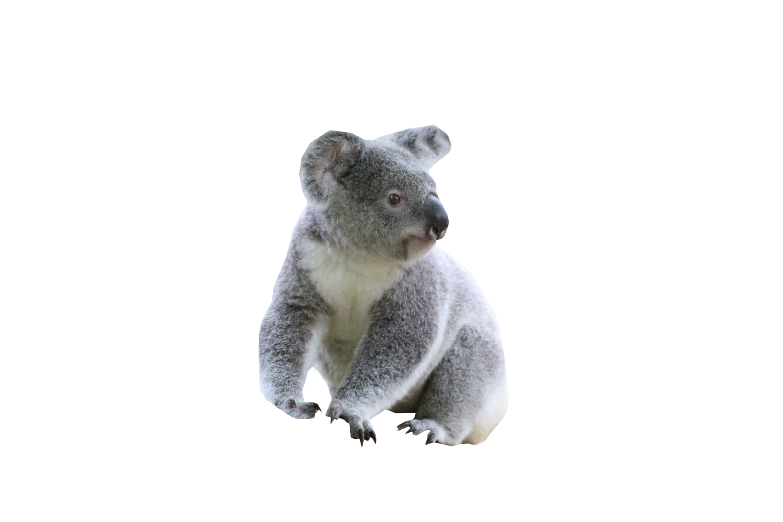 a close up of a koalaa on a white background