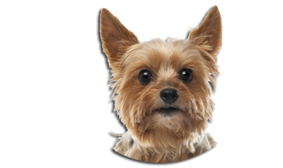 a small dog is looking at the camera