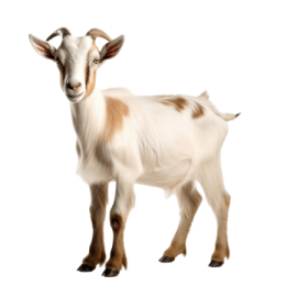 a goat standing in front of a white background