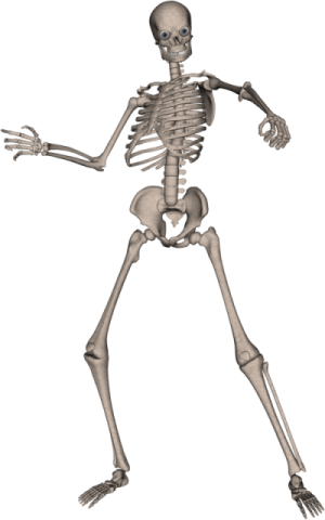 a skeleton is shown in this image