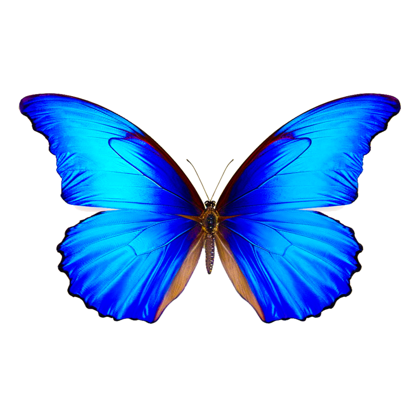 a blue butterfly on a white background