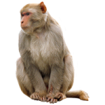 a monkey sitting on a white background