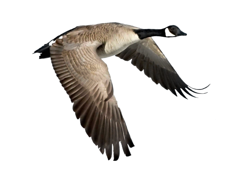 a canada goose flying in the sky