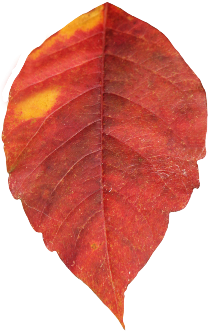a red leaf on a white background
