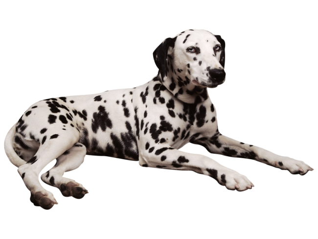 a black and white dog laying down on the ground