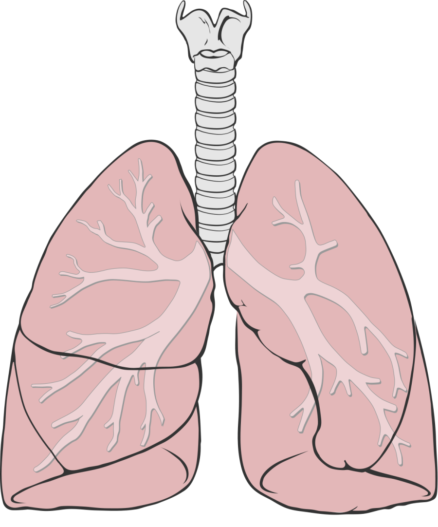 a diagram of the lungs
