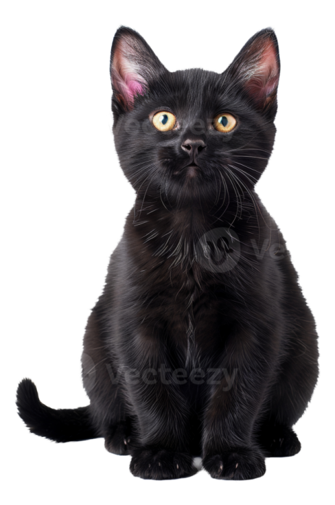 a black kitten sitting down and looking at the camera