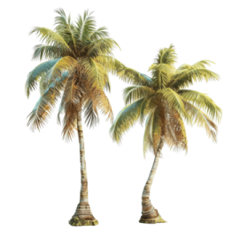 two palm trees on a white background