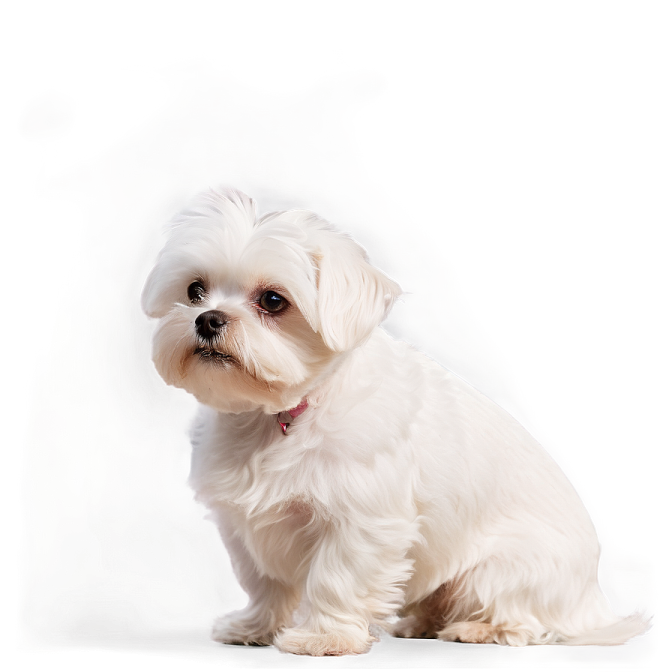 a small white dog sitting in front of a white background