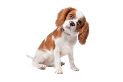 a small brown and white dog sitting down