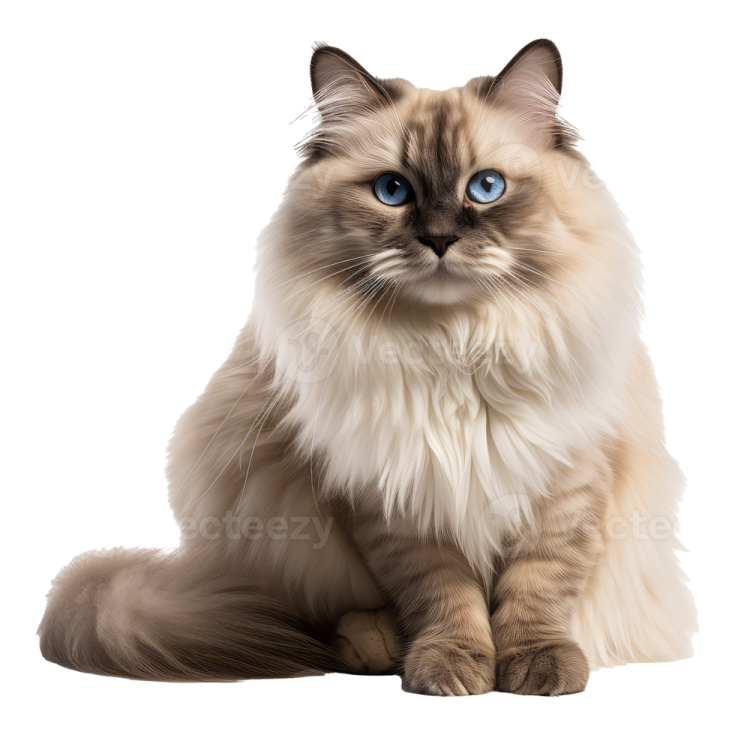 a cat with blue eyes sitting down