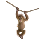 a baby orang hanging on a rope