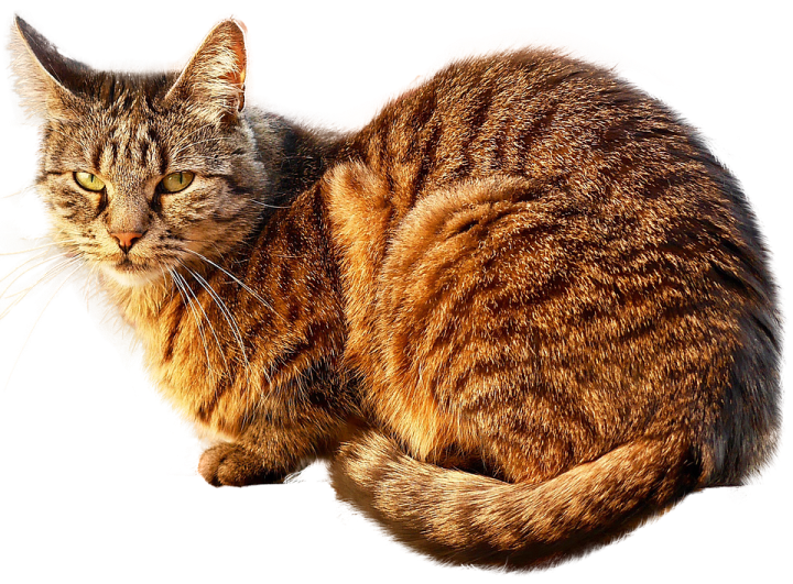a brown and black cat