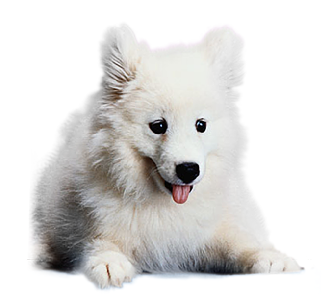 a small white dog laying down with its tongue out