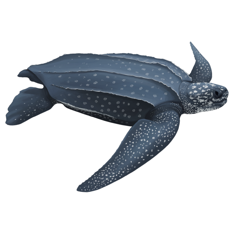 a green sea turtle swimming in the ocean