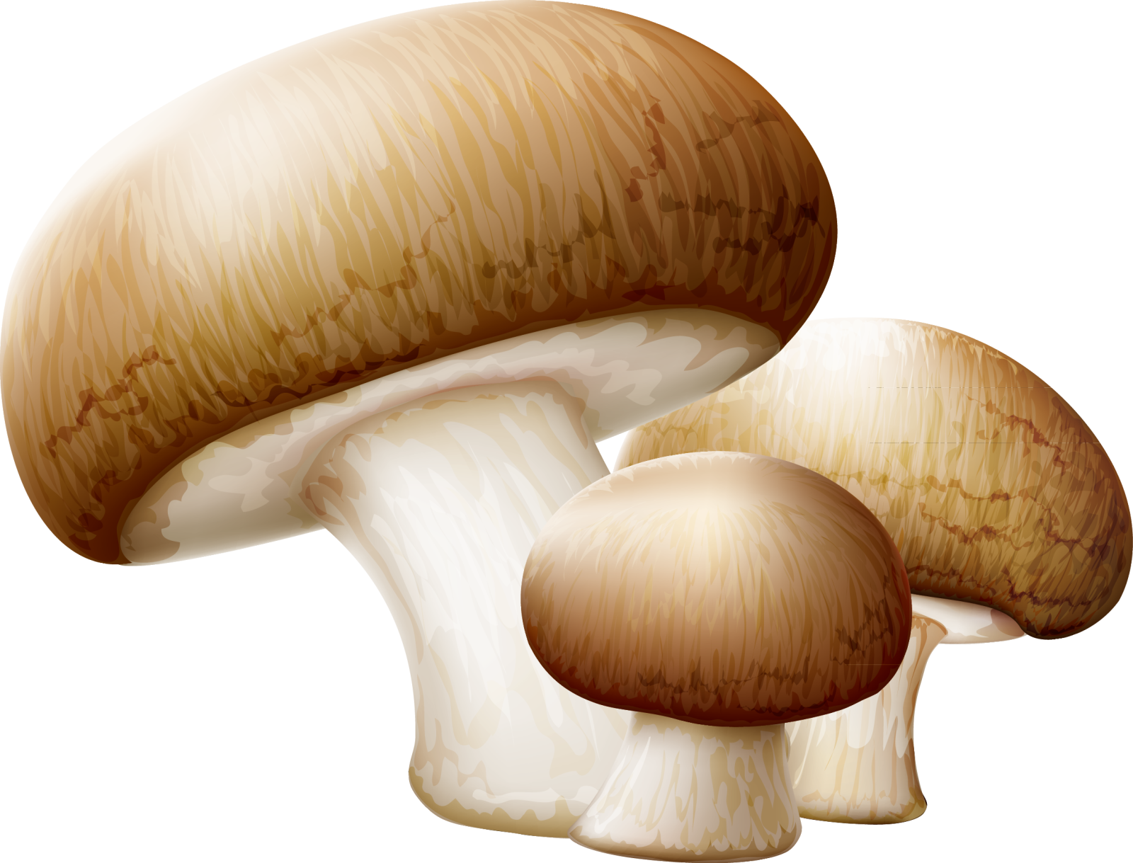 two mushrooms on a white background
