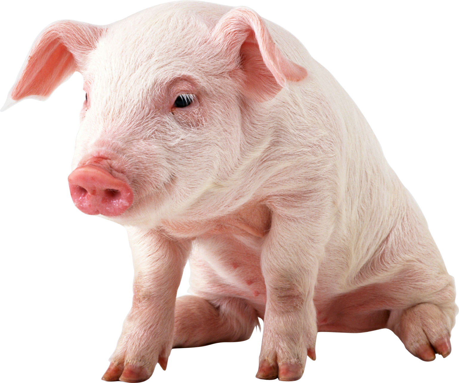 a small white pig sitting on a white surface