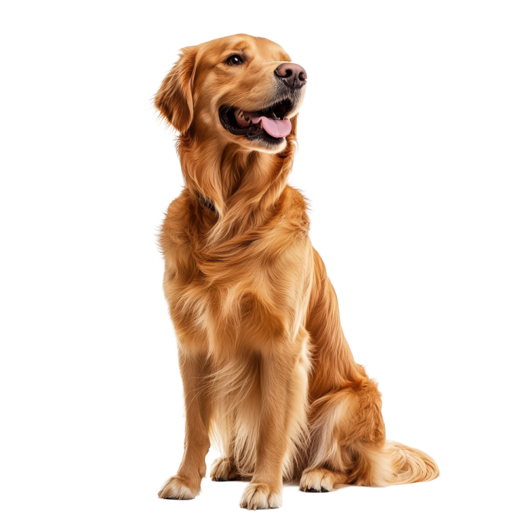 a golden retrieve dog sitting on a white background