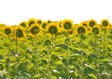 a field of sunflowers