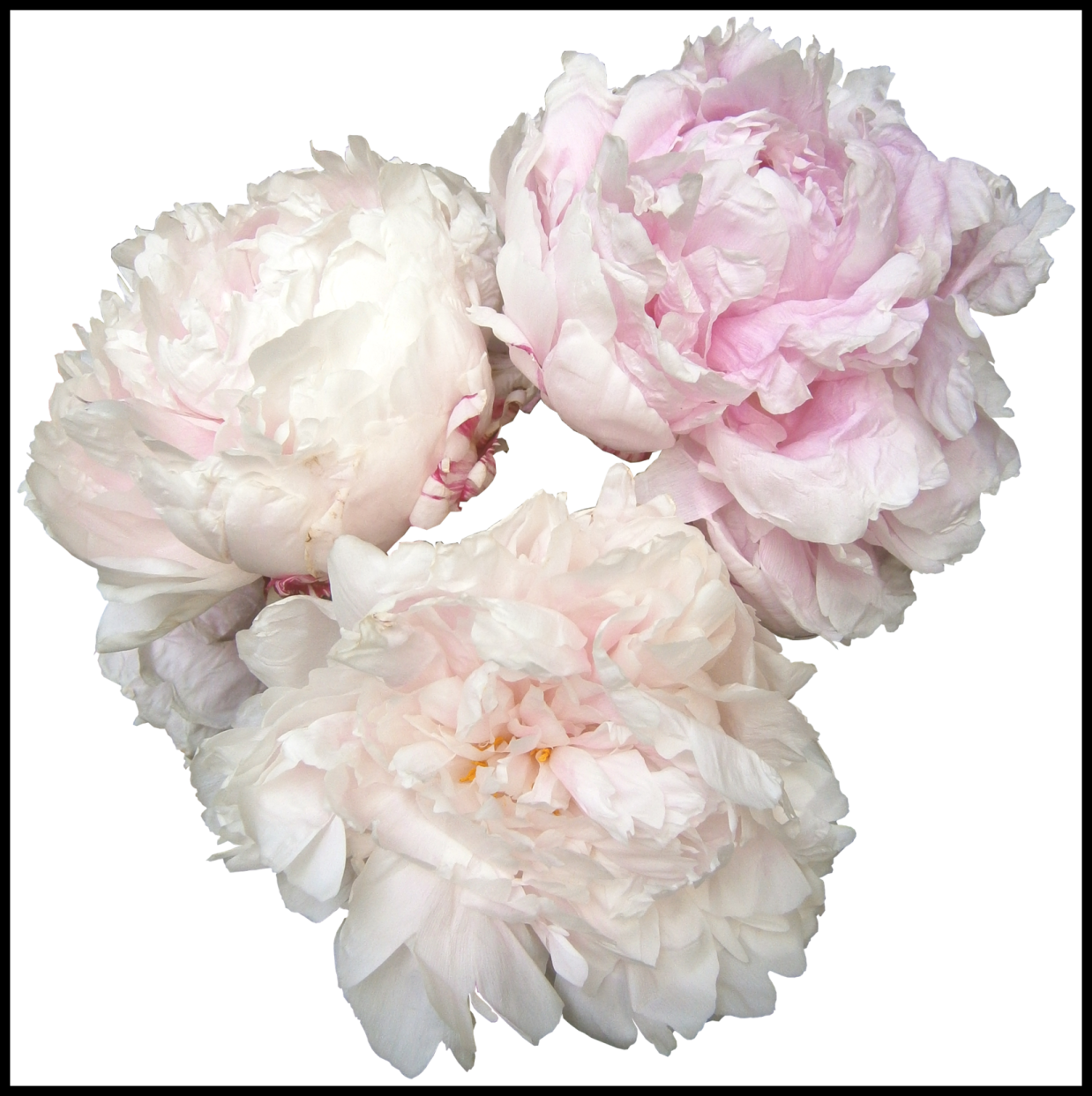 a bunch of pink and white peonie flowers