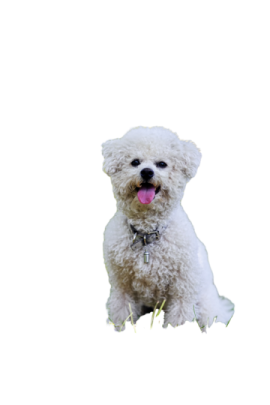 a small white dog sitting in the grass