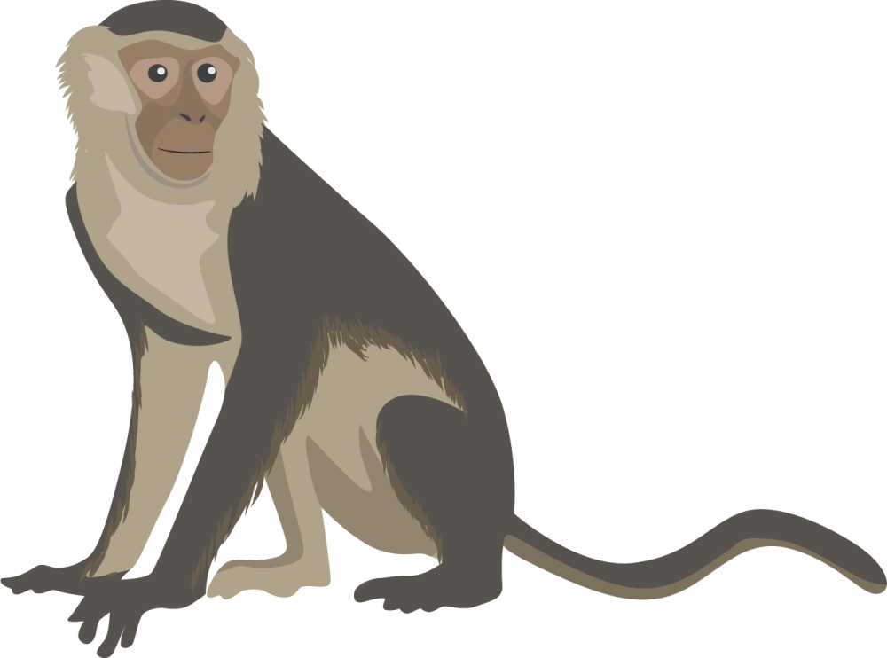 a monkey sitting on a white background