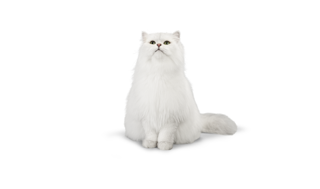 a white cat with green eyes sitting down