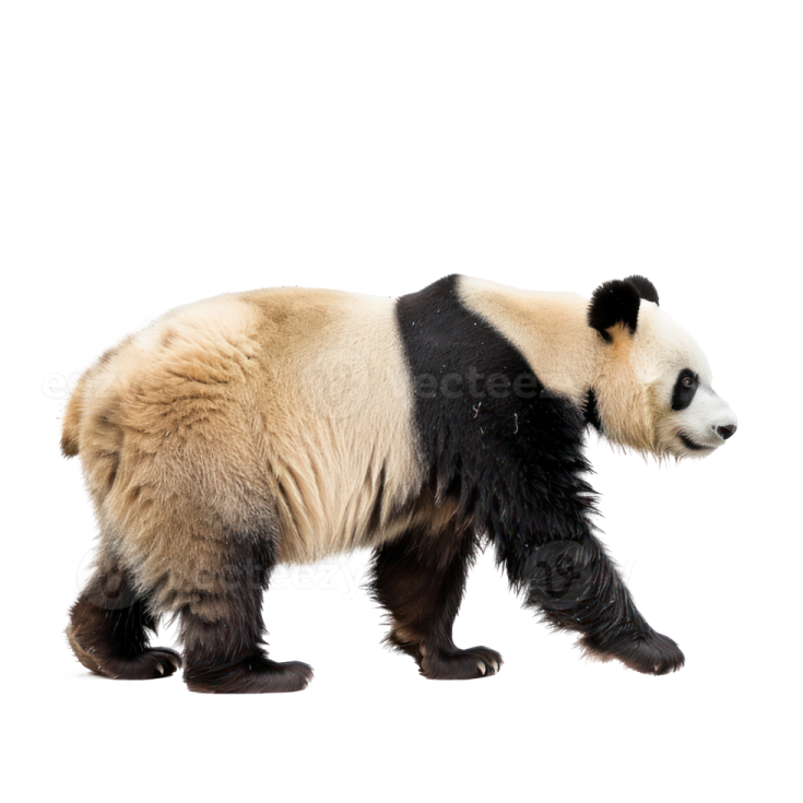 a panda bear walking on a white surface
