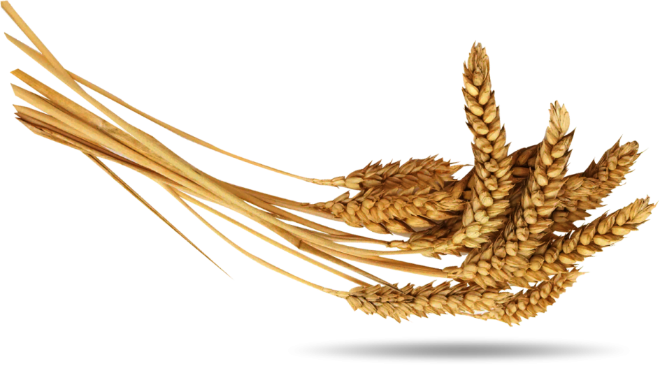 wheat on a white background
