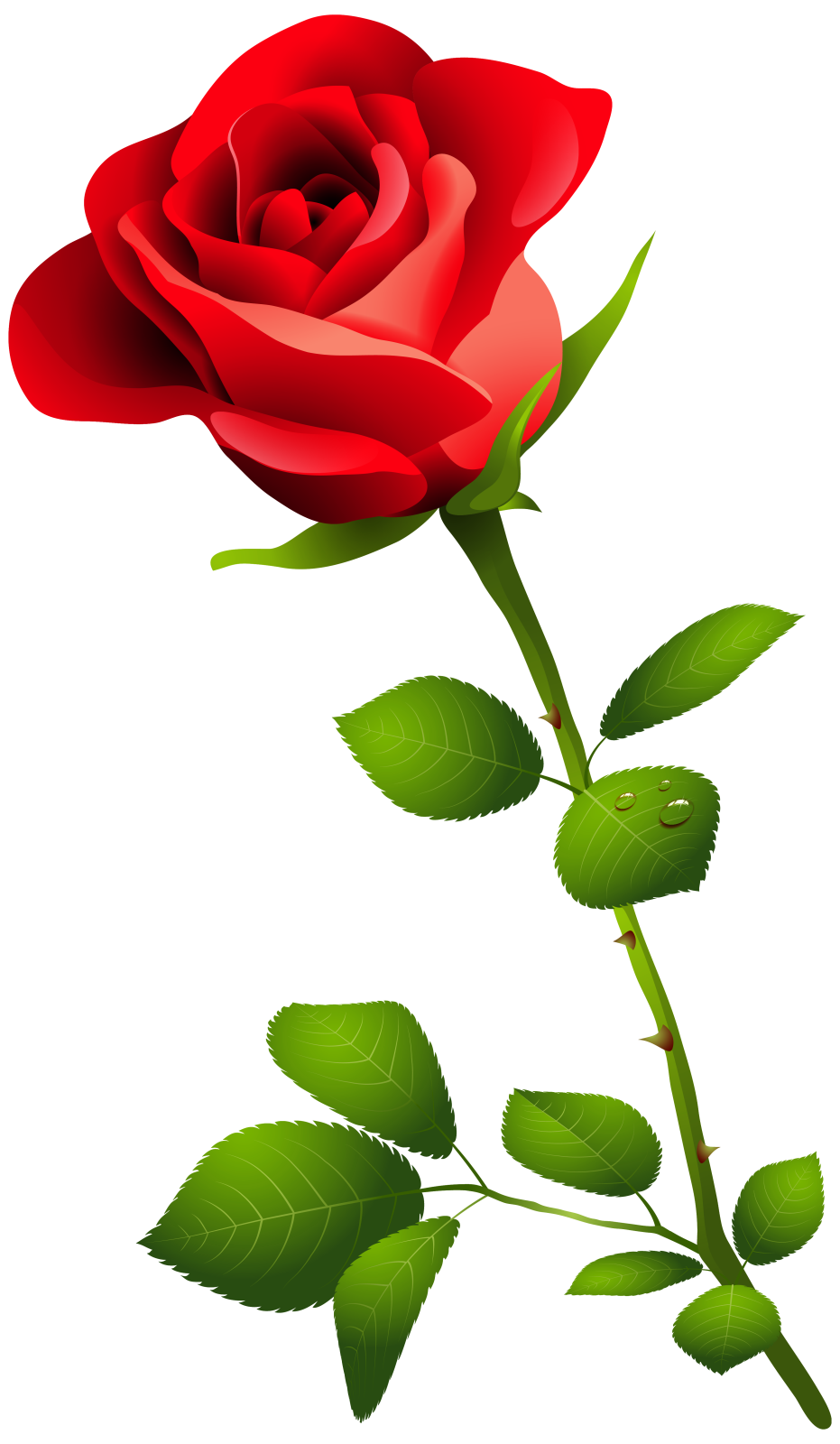 a red rose on a white background