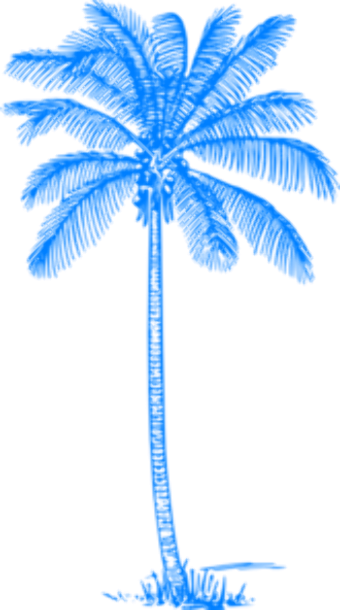 a drawing of a palm tree