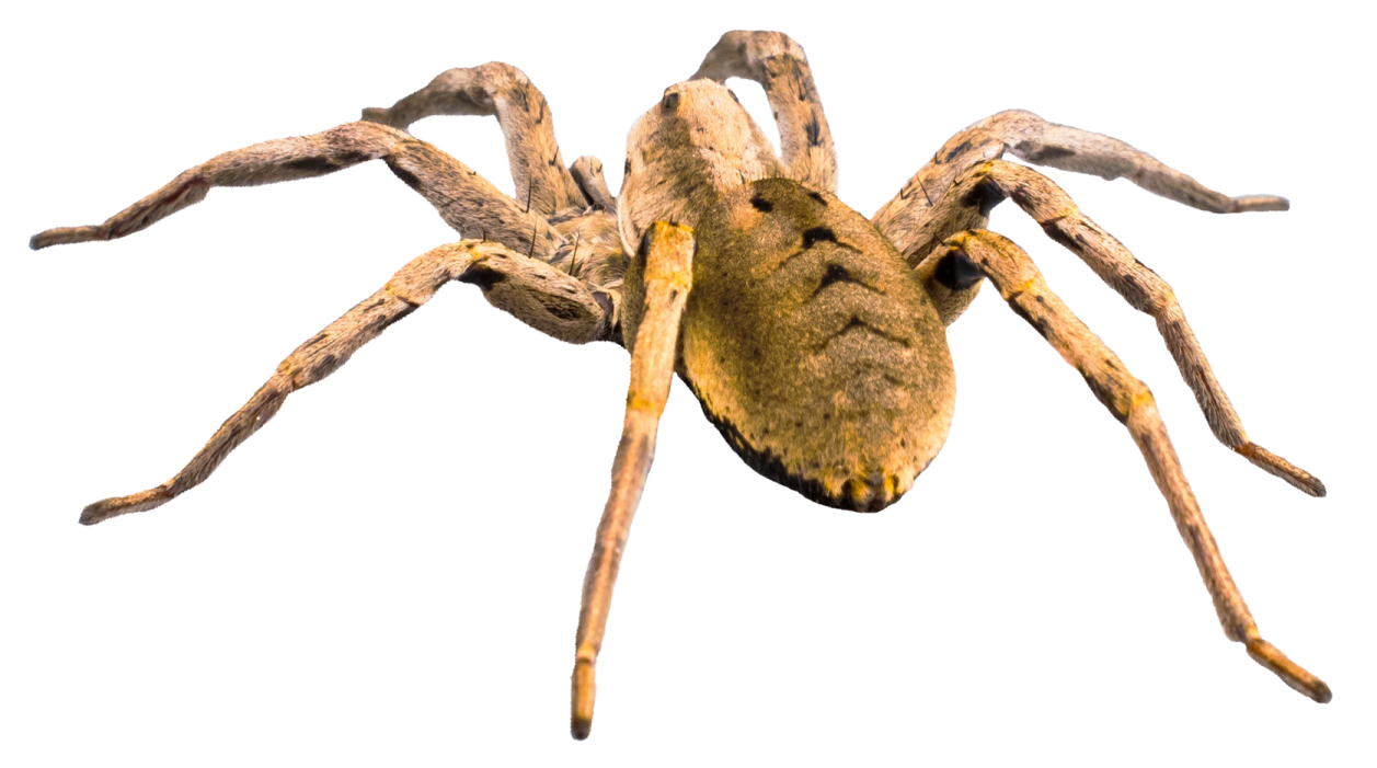 a large brown spider on a white background
