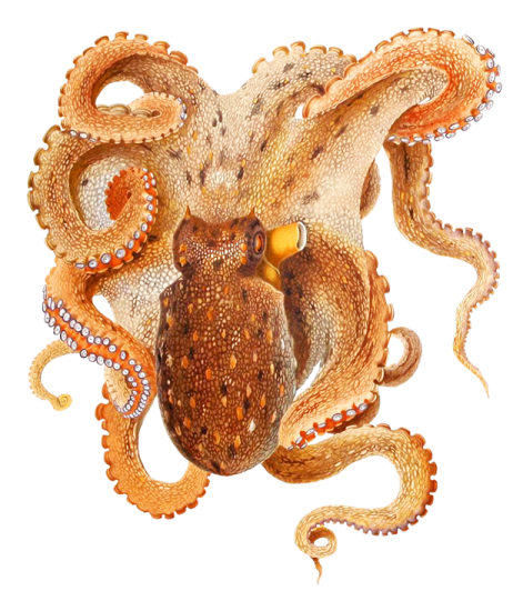an octopus with tentacles on its back
