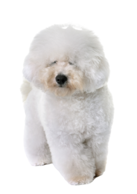 a small white dog sitting on a white surface