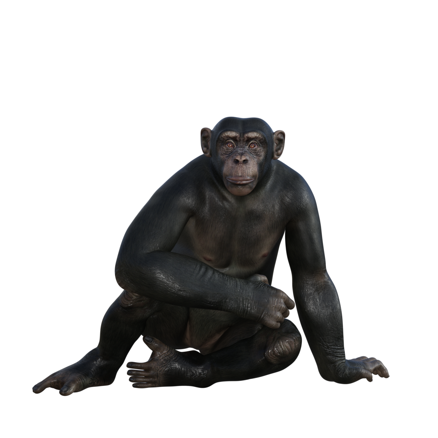 a gorilla sitting on the ground looking at something