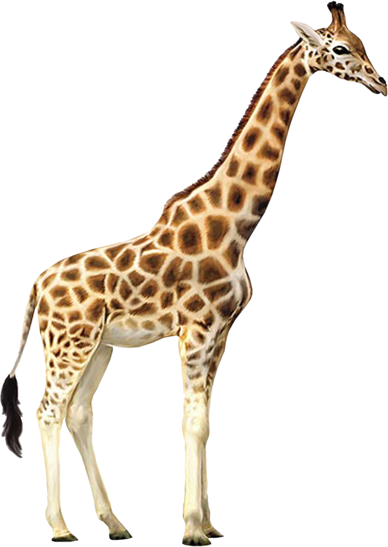 the gi is brown and white