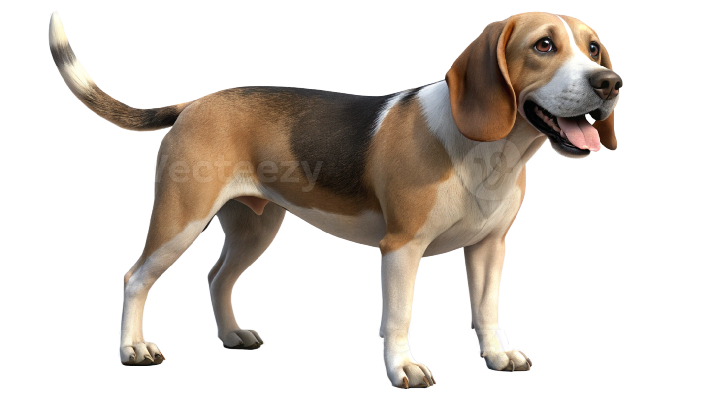 a brown and black dog standing on a white background