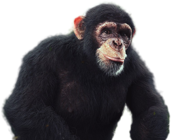a small monkey sitting on top of a table