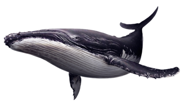 a hump whale is shown in this image