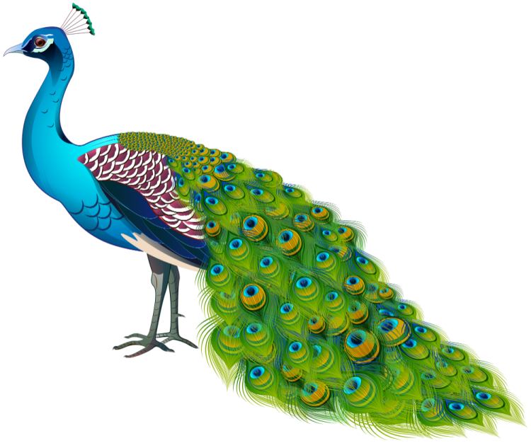 a peacock with blue and green feathers